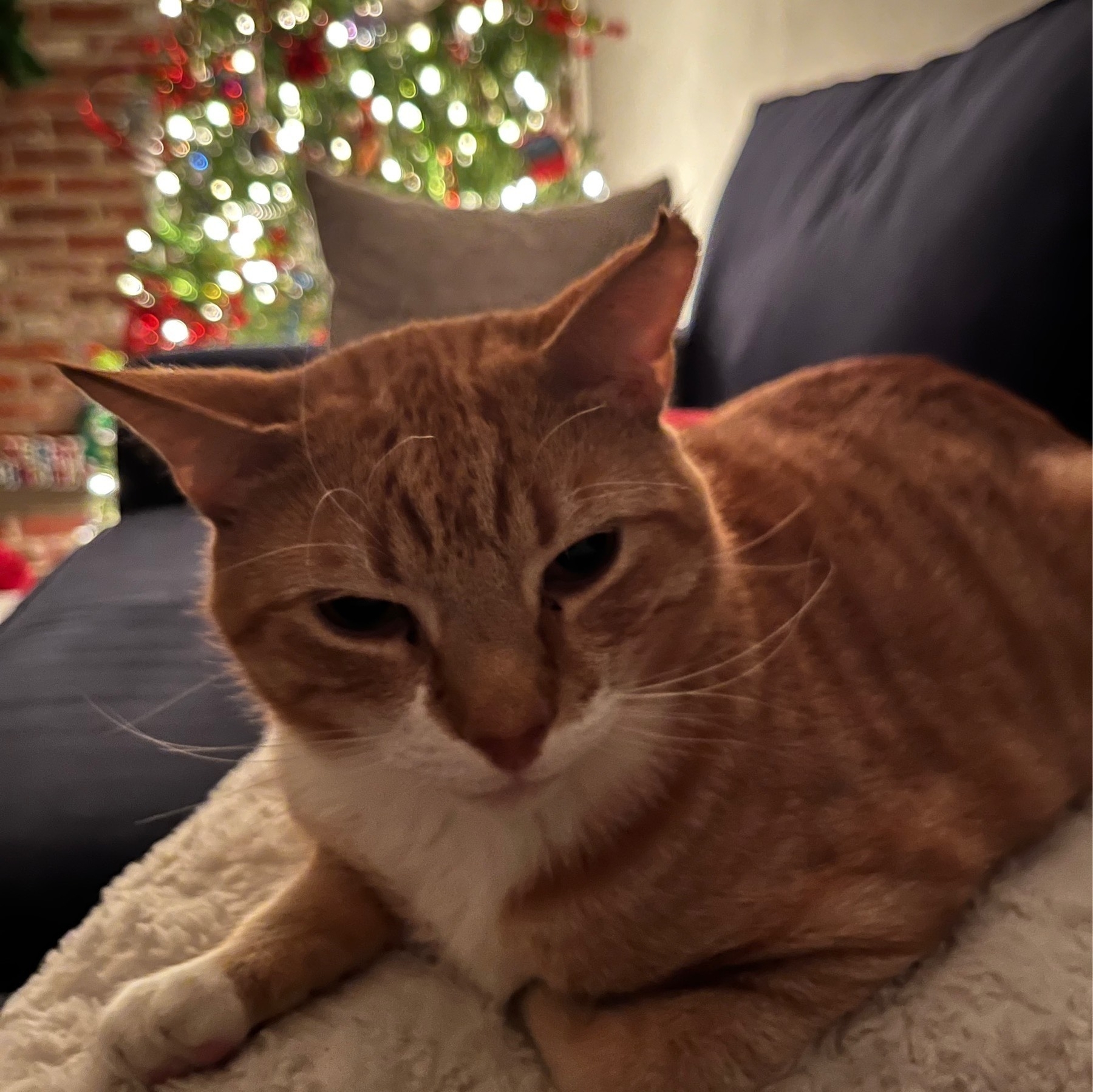 An orange tabby, seated on a pillow on a couch, with out-of-focus Christmas lights in the background.